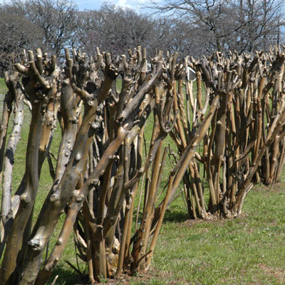 Any time I write or tell people that topping crape myrtles is a bad idea, I get a ton of push-backs from people who insist that it makes their plants perform better. So, if topping is a great plan, why not carry it to an extreme like these folks did? This is about as bad as it gets. (You knew I couldn’t get this close to the topic of “pruning” and not mention crape myrtles.)