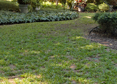 St. Augustine in the shaded Sperry landscape eventually was replaced with shade-tolerant groundcover.