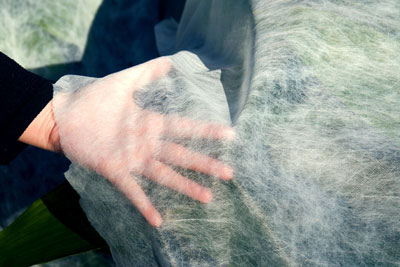 Lightweight frost cloth is readily available from better nurseries, farm stores and other gardening supply centers.