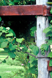 Grapes require heavy supports and substantial winter pruning.