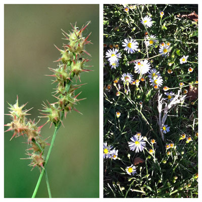 Grassburs (left) and roadside asters (right) can be prevented with pre-emergent weedkiller applications now (or soon).