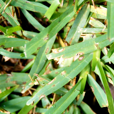 Gray leaf spot results in diamond-shaped lesions on blades and runners.