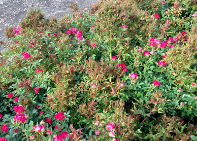 Rose rosette virus is even evident in winter.