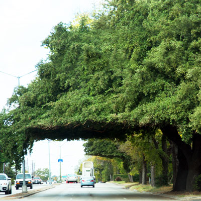 You shouldn’t plant a live oak next to a sidewalk in the first place. Or beside a busy street. Mind you, I had to circle the block and wait for a lull in traffic on my side to get this photo for you.