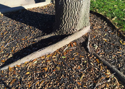 Live-oak-roots-girdling