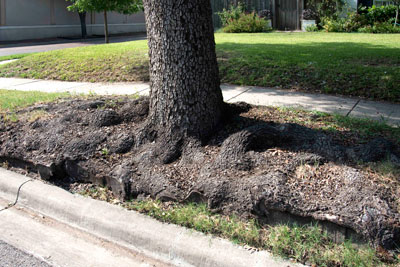 Live-oak-roots-in-parkway