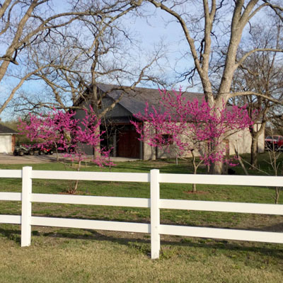 Redbuds are widely adapted in Texas. This is the burgundy-colored variety called ‘Oklahoma.’