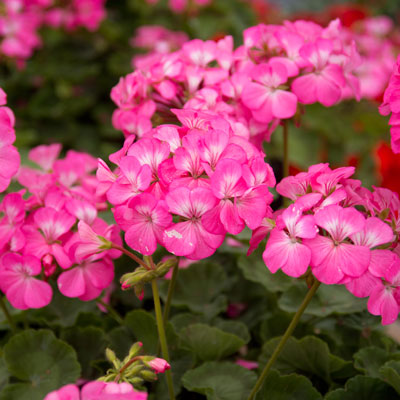 Geraniums are great in patio pots. They handle cool weather well, and they could be easily brought into the garage if needed for protection from frost. Nurseries have nice selections now.
