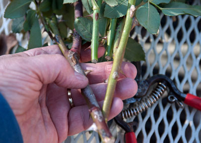 Hand shears and loppers are about all you’ll need to prune roses.