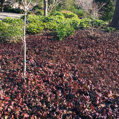 Purple wintercreeper euonymus bed along the Sperry driveway. Photo shows the maroon winter color as of a few days ago.