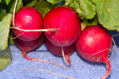 Radishes are just about the fastest of all vegetables to reach maturity. Harvest when half to two-thirds full size to avoid hot flavor.