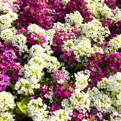 Sweet alyssum can be planted now, and established plantings should be fertilized at this time, too.