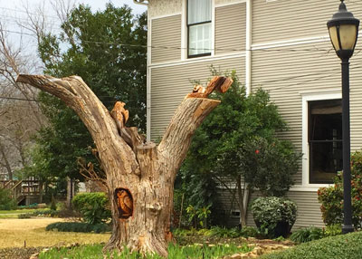 Tree that had split, probably in a storm, wasn’t given up for lost. Some imaginative wood carver in McKinney saw things still hidden within it. Double-click on the photo to see it up close. (Thanks to Facebook friend Laurie Smith for spotting this and giving me the location.)