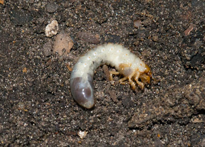 White grub worms can ravage Texas lawns in fall. Damage may not be evident until spring.