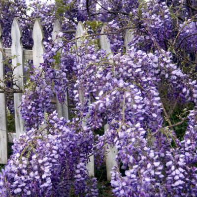 Wisterias are strong-growing vines that require substantial support.