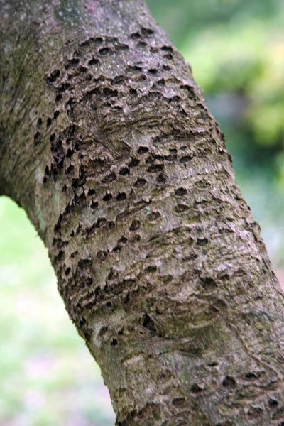 Yaupon-holly-almost-healed-from-woodpecker-drills