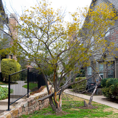 This wax myrtle in McKinney is doing the highly predictable “branch-at-a-time” dieback.