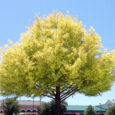 Bald cypress growing in my town. Every year the iron deficiency has gotten worse.