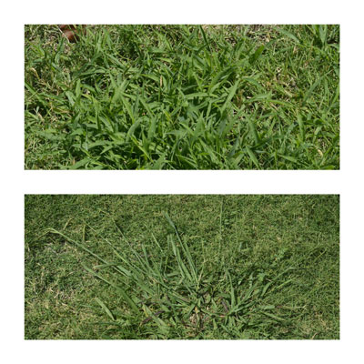 Crabgrass (top) is an annual grass; dallisgrass (bottom) is a tenacious perennial weed.