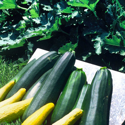 Summer squash seeds can be planted now in all of Texas except the Panhandle and mountains of West Texas.