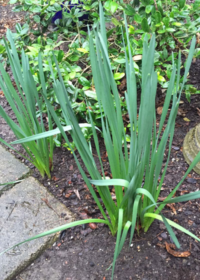 When daffodils produce only leaves, it usually points to poor choice of varieties.