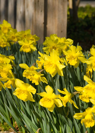 With proper variety selection, daffodils can establish and go on to rebloom year after year.