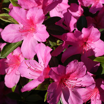 Azaleas and other spring-flowering shrubs and vines will soon be finished blooming. You have a 10-day window to get them reshaped following flowering.