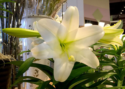 Easter lilies are unlike other florist crops for many reasons. Those reasons add up to give growers headaches.