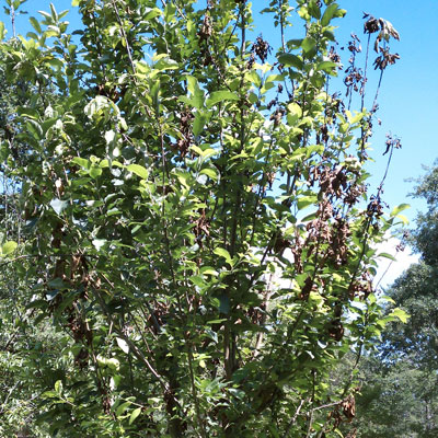 Apples are frequently hit by fire blight but are often able to survive with minimal care.