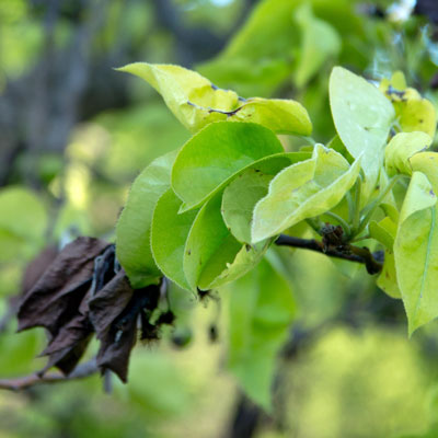 Some pears are highly susceptible to fire blight. Asian pears (photo) and those especially soft-fleshed types such as Bartlett are particularly susceptible.