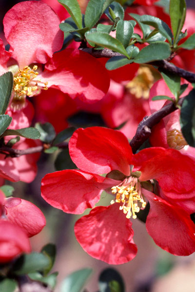 Reshape spring-flowering shrubs and vines as needed once they finish blooming. That would include flowering quince.
