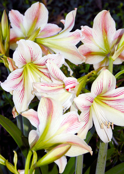 It’s from this website that I confirmed that this gifted plant is actually <i>Hippeastrum vittatum</i>.