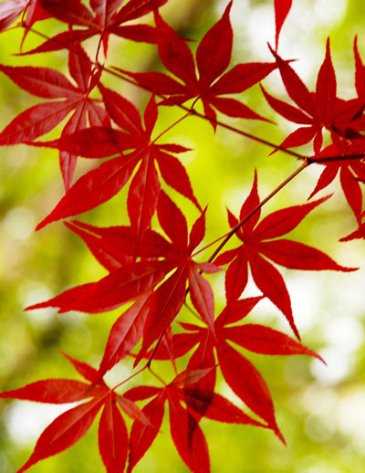 Backlighting sneaks through the brand new growth of a Japanese maple.