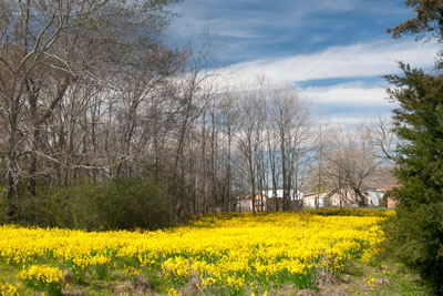 If only all of our bulbs could naturalize as well as jonquils do in downtown Edom (east of Canton) each spring. (Click to enlarge photo.)