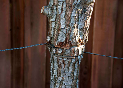Live oak trunk being girdled.