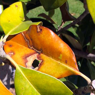 Damage to this magnolia’s leaves isn’t as scary as you might think.