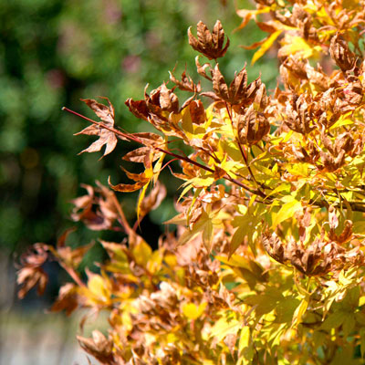 Leaves of a Japanese maple show hot-weather damage due to excessive sunlight, reflected heat.
