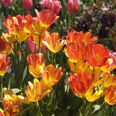 Tulips are best treated as annuals in Texas.