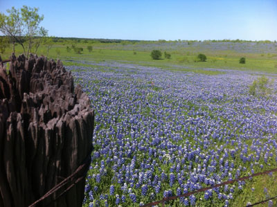  Just across the fence, a bluebonnet meadow in Ennis, Texas perfumes the air with sweet scent.