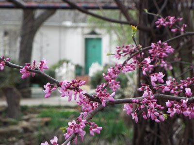 Texas redbud blooms at Chandor Gardens in Weatherford.