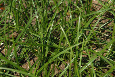 Nutsedge isn’t a grass, and it’s certainly not a broadleafed weed. It requires special treatment for control.