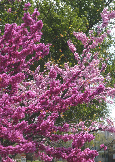 ‘Oklahoma’ redbud was selected for its burgundy flowers and, later in the season, its glossy foliage.