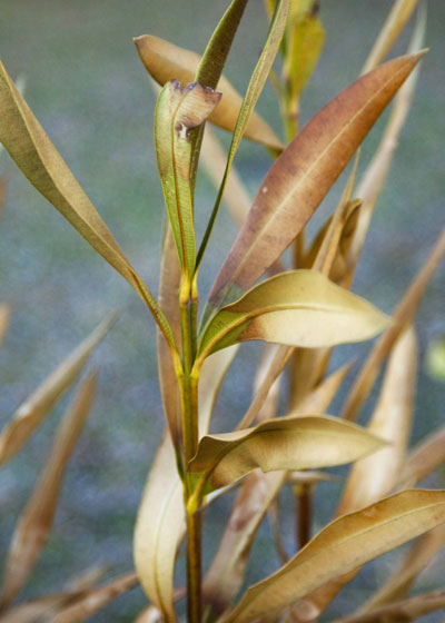 Oleanders struggle with temperatures in the mid- to low teens. And when they freeze and die back, they rarely flower well the next couple of years.