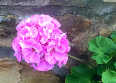 Geraniums are best used in patio pots to ensure good drainage and to take advantage of portability.