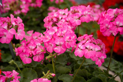 Pink zonale geranium is only one of many great colors.