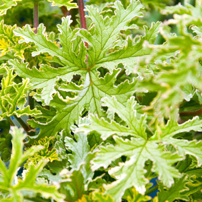 Variegated peppermint-scented geranium is used for potpourri and also as a garden annual. It is large and strong-growing.
