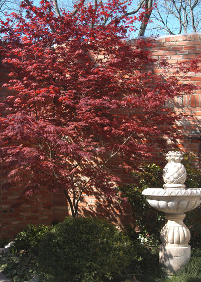 Japanese maple blends with brick color harmoniously.