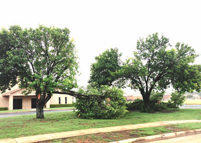 Bradford pears split following a spring wind storm. Click to a larger photo.