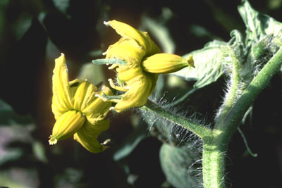 Tomato flowers are pollinated by vibration of wind. In still times, you may have to thump the flower clusters daily.