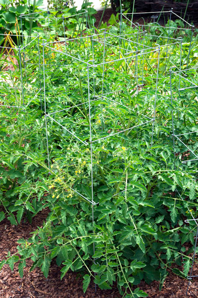 Tomato cages protect both the plants and the fruit. Production is aided greatly. These folding cages were sold in a Texas hardware store.